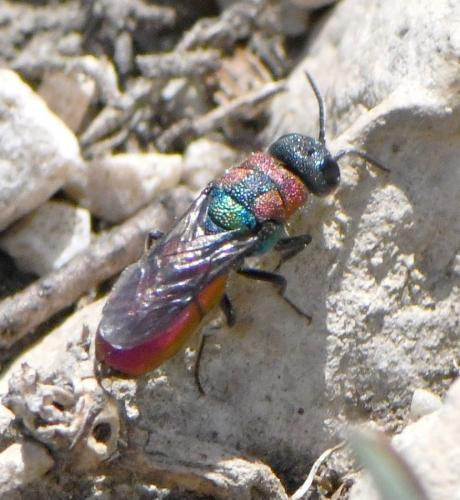 Réf. 258 875 : Chrysis sp.